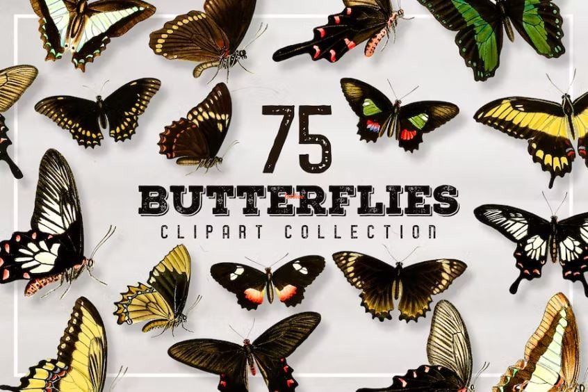 75 Butterfly Clipart Bundle