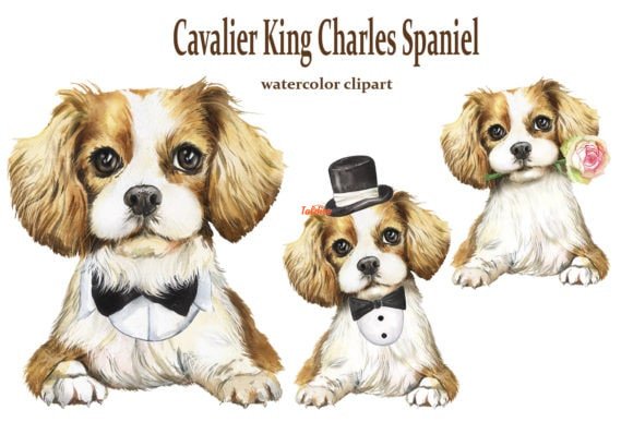 Dog clipart King Charles Spaniel Illustration