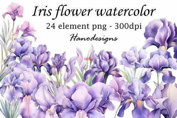 Iris Flower Watercolor Clipart