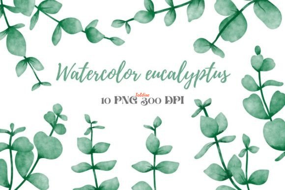 Eucalyptus Leaves Watercolor Clipart