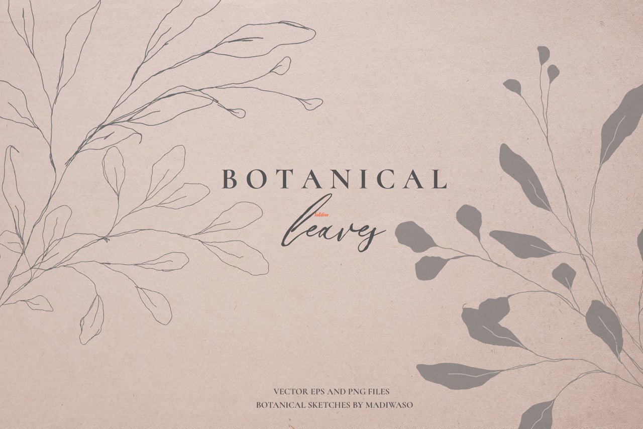 Botanical leaves - sketched florals Illustrations